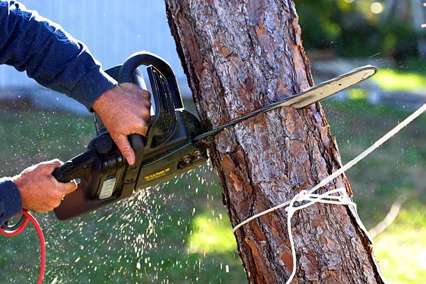 How Our Tree Care Process Works  in  North Chicago, IL