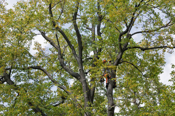 Reliable North Chicago, IL Tree Care Solutions